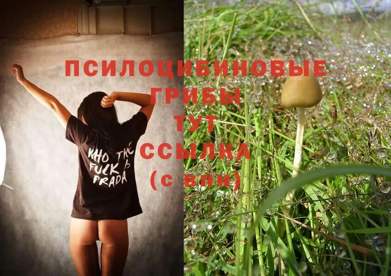 Галлюциногенные грибы Magic Shrooms  наркошоп  Верхотурье 